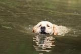 LABRADOR 420